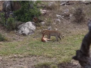 CLIP: Báo hoa mai thể hiện khả năng săn mồi "tuyệt đỉnh"
