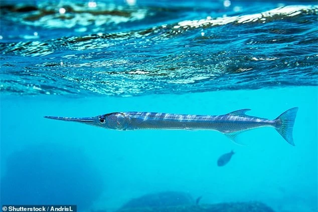 Cá nhói hay còn gọi là cá nhái, cá xương xanh. Ảnh: Daily Mail