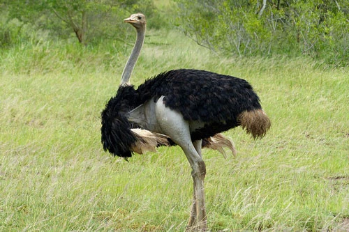Đà điểu Ostrich sinh sống chủ yếu ở các thảo nguyên và sa mạc ở châu Phi. Nhờ sở hữu đôi chân dài và khỏe khoắn, chúng có thể chạy với tốc độ lên tới 41km/h. Bên cạnh đó, đôi chân còn được sử dụng như vũ khí chống lại trẻ thù. Lực từ cú đá của loài đà điểu này đủ để giết chết một người trưởng thành.