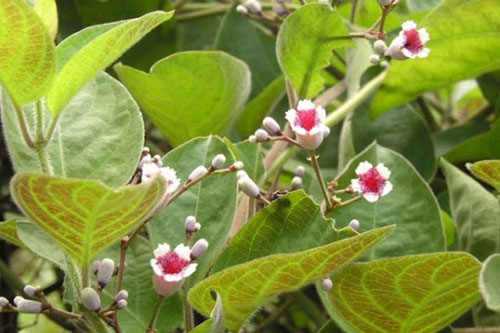 Bài thuốc giải độc gan tốt nhất từ những cây thuốc có sẵn quanh nhà bạn	