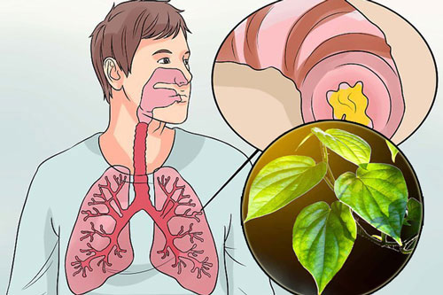 Điều trị hen suyễn bằng lá trầu hiệu quả và an toàn