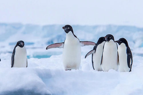 Top 10 loài chim không biết bay đáng yêu nhất thế giới