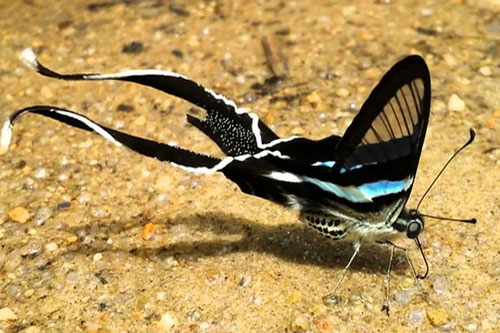 CLIP: 'Ngất ngây' với vẻ đẹp gây 'thôi miên' của loài bướm phượng xanh đuôi nheo