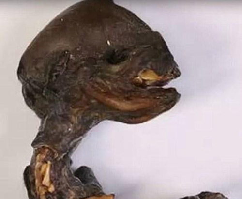 Phát hiện 'sinh vật ngoài hành tinh' tí hon ở Nga