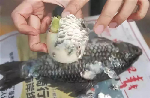 Bỏ túi mẹo đánh vảy cá siêu nhanh và an toàn, chẳng sợ bị văng tứ tung khắp nhà, ai cũng thán phục