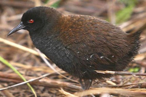 Inaccessible Island rail là loài chim thuộc họ Gà nước sống trên đảo Inaccessible thuộc Nam Đại Tây Dương, đây là loài chim không biết bay nhỏ nhất thế giới, với chiều dài chỉ khoảng 17cm. Chúng thường sống thành những nhóm nhỏ, thức ăn chủ yếu là quả mọng và hạt giống. 