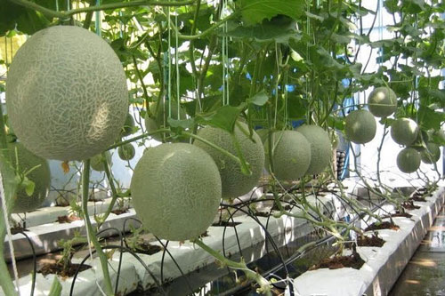 Hướng dẫn trồng dưa lưới tại nhà cho quả sai trĩu trịt