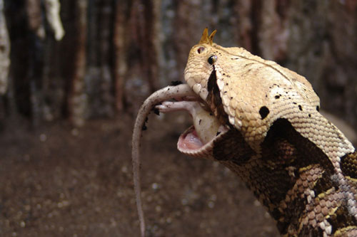 CLIP: Rắn hổ lục Gaboon ẩn mình dưới lá, tấn công và đoạt mạng con mồi "nhanh như chớp"