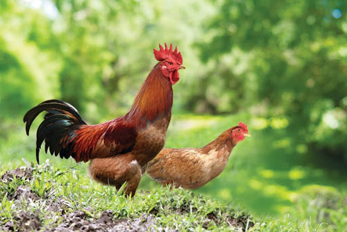 Đúng ngày 1/2 Âm lịch, 3 con giáp này gặp đại hạn, coi chừng tán gia bại sản