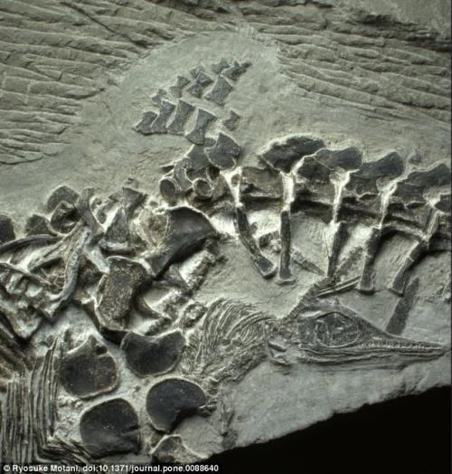 Hóa thạch được gọi là Ichthyosaur - có nghĩa là "cá thằn lằn