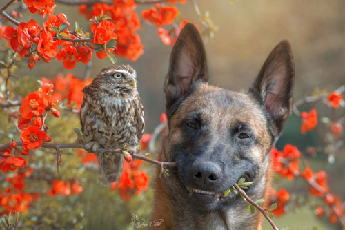 Chú chó "dành cả thanh xuân" để chụp ảnh với những người bạn cú