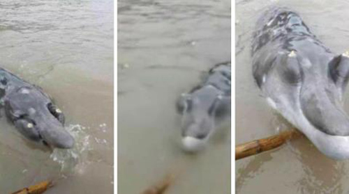 Bắt được cá lạ mũi dài, răng mọc trên đầu