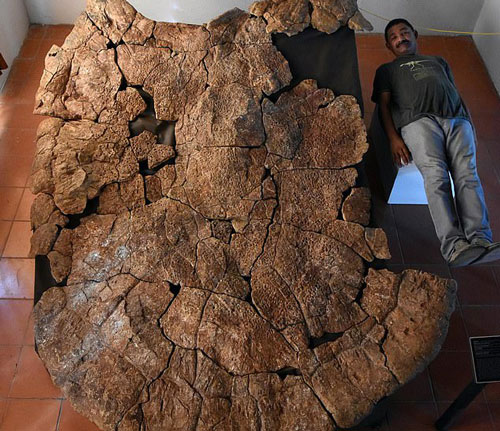 Choáng váng trước "thủy quái bọc thép" 10 triệu tuổi xuất hiện giữa sa mạc