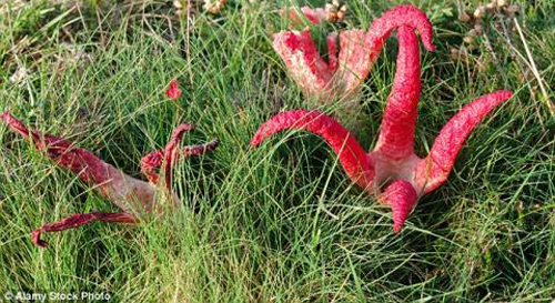 Xuất hiện nấm ngoài hành tinh nở ra từ trứng ở Anh