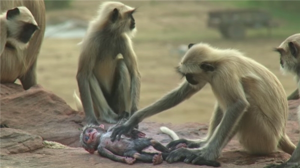 CLIP: Kinh ngạc trước phản ứng của bầy khỉ Langur khi nhầm tưởng robot là đồng loại đã… chết