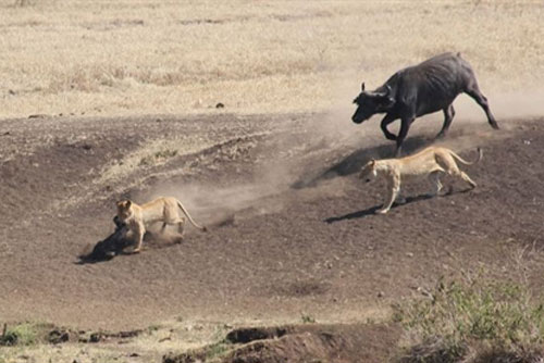 Trâu non thoát chết trong gang tấc, sư tử đành ôm hận