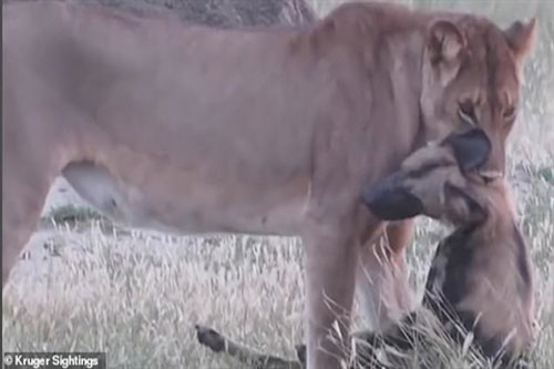 Sư tử tham lam gặp chó hoang tinh ranh và cái kết