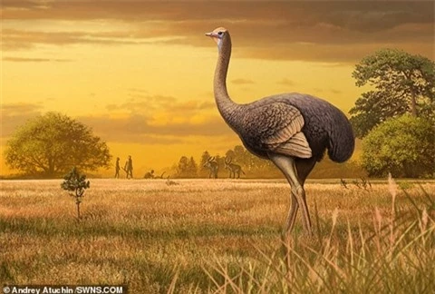 Lần đầu phát hiện loài chim khổng lồ ở châu Âu và cả Bắc bán cầu