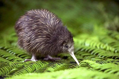 4. Chim Kiwi. Đây là loài chim không biết bay rất nổi tiếng và trở thành biểu tượng của đất nước New Zealand. Loài chim này thật sự đặc biệt bởi mang nhiều đặc điểm của động vật có vú, chúng có thính giác và khứu giác khá tốt, thân nhiệt dao động từ 36 – 39 độ C, thấp hơn so với những loài chim khác.