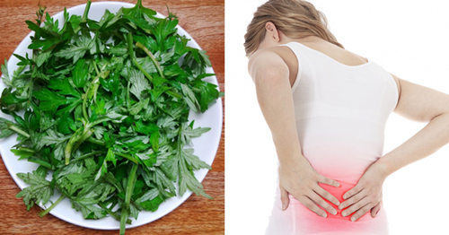 Cách chữa đau lưng bằng rau ngải cứu