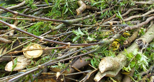 'Thần dược' từ cây đinh lăng có thể chữa bách bệnh, không cần uống thuốc tây, kỳ diệu nhất là số 5