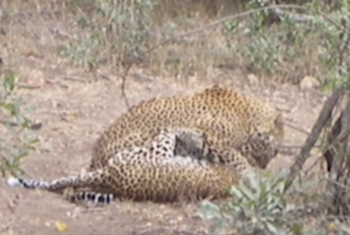 CLIP: "Rợn người" trước cảnh tượng báo hoa mai đoạt mạng đồng loại