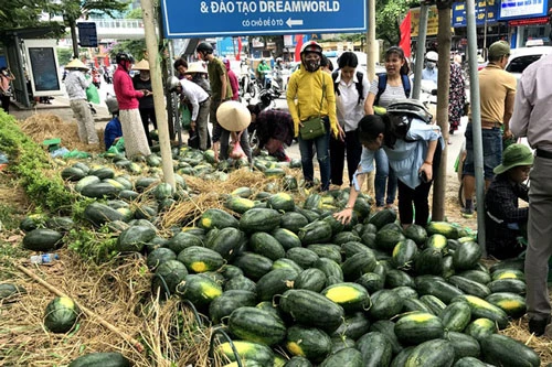 Người dân chung tay "giải cứu" dưa hấu. Ảnh: Zing.