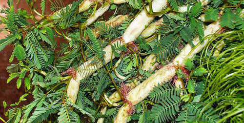 Rau rút: Tốt và 'độc', biết mà tránh kẻo mang họa vào thân