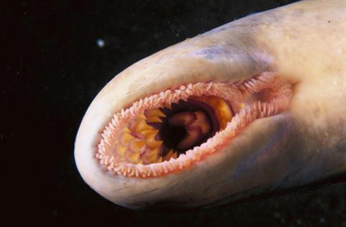 Bắt được cá lạ hút máu nghi có trước khủng long