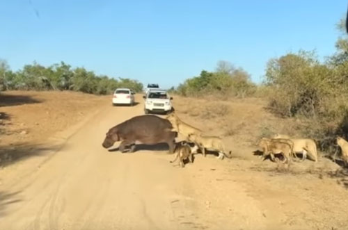 CLIP: Hà mã nhận "cái kết đắng" khi đối đầu đàn sư tử