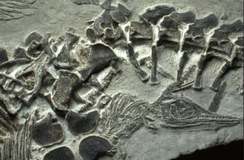 Hóa thạch quái vật thời tiền sử khi sinh con