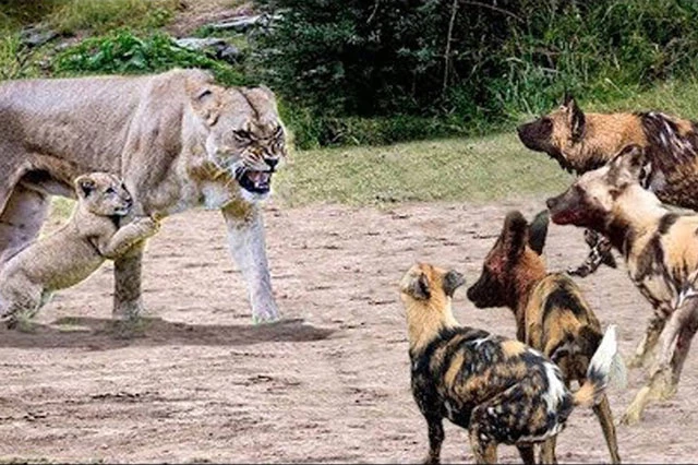 Sư tử mẹ sẵn sàng chiến đấu với bầy chó hoang để bảo vệ con.