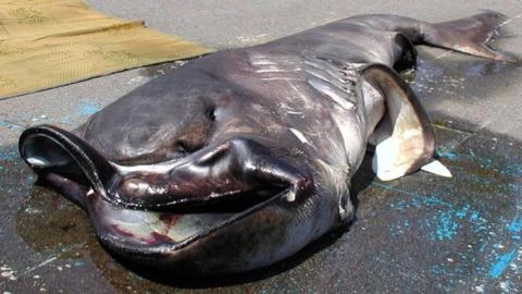 Ngày 6/5/2014, hơn 1.500 người dân hiếu kỳ ở thành phố Shizuoka, Nhật Bản đã có cơ hội chứng kiến tận mắt một con cá mập miệng rộng, được xác định thuộc loài Megamouth sau khi các nhân viên Viện bảo tàng Khoa học Hàng hải trực tiếp mổ xẻ con "yêu quái" này để phục vụ công việc nghiên cứu.