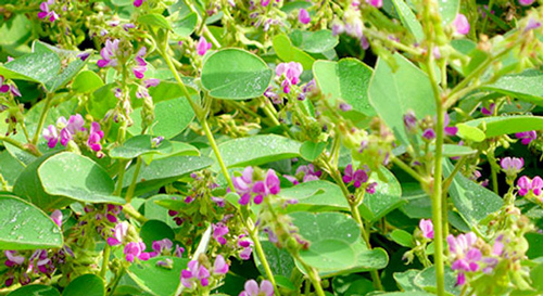 Tác dụng của cây kim tiền thảo