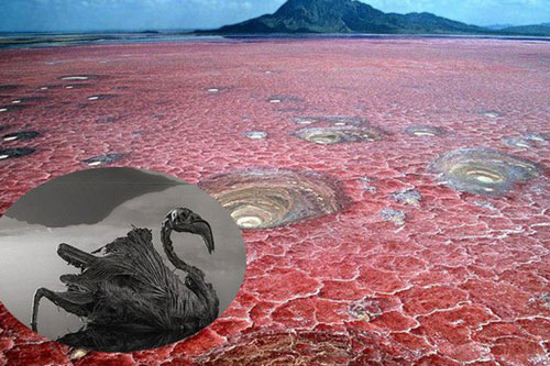 Bí ẩn về hồ nước tử thần khiến động vật 'hóa đá' khi rơi xuống