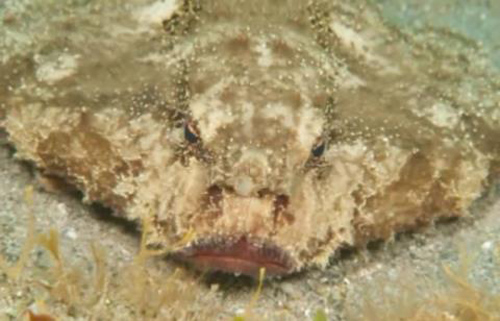 Kỳ lạ về loài cá có mũi như người và đi bằng chân