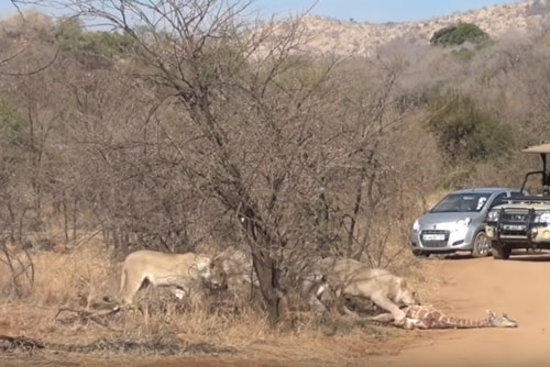 CLIP: Hươu cao cổ mẹ "bất lực" nhìn con non chết thảm dưới nanh vuốt sư tử