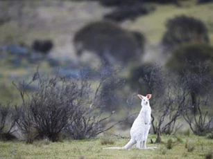 Phát hiện kangaroo màu trắng hiếm có ở Nam Úc