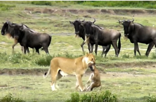 CLIP: Linh dương non bỏ mạng dưới nanh vuốt sư tử