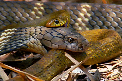 Hổ mang chúa đoạt mạng rắn săn chuột trong ‘một nốt nhạc’