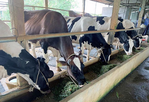 Vĩnh Phúc: Nghèo nhất làng bỗng thành tỷ phú từ nuôi bò sữa