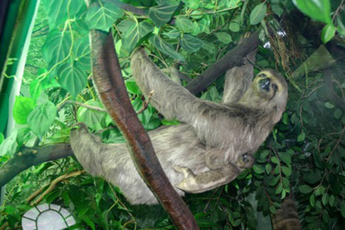 Khám phá thú vị về loài 'quái thú' lười biếng đến… không chịu nổi