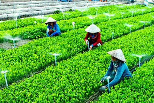 Tìm giải pháp nhân rộng mô hình HTX kiểu mới