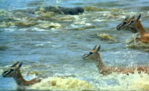 CLIP: Cá sấu "dàn trận" khiến cả đàn linh dương "ăn quả đắng"