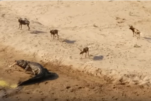 CLIP: Đàn chó hoang "bất lực" nhìn cá sấu cướp mồi