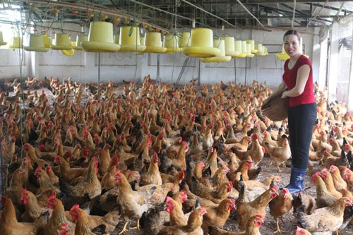 Gia đình chị Hoàng Thị Chinh đạt thu nhập hơn 200 triệu đồng/năm từ nuôi gà bố mẹ.