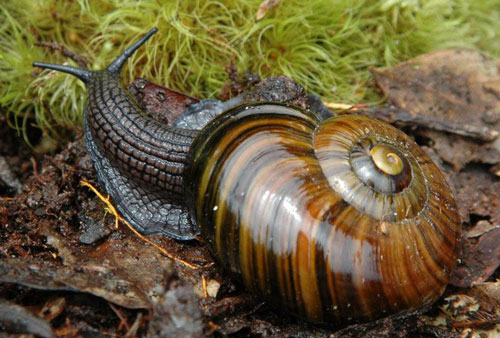 Loài vật nào có tới 25.000 chiếc răng?