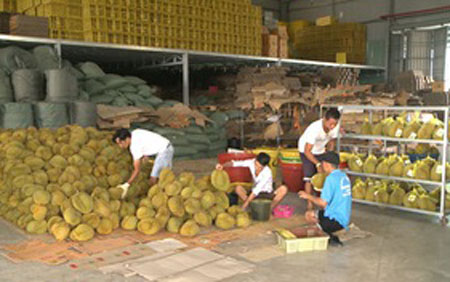 Thị trường sầu riêng Tiền Giang sôi động trở lại