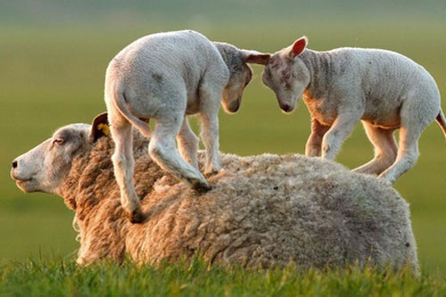 Top 10 khoảnh khắc cực kỳ đáng yêu về tình mẫu tử trong thế giới động vật