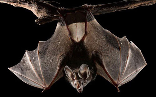 Vì sao dơi sợ nước, ở Việt Nam có dơi hút máu không?